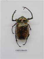 藏品(長臂金龜)的圖片